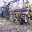 Timber Extraction