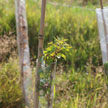 Tree Planting