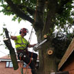 Tree Surgery
