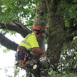 Tree Surgery