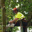 Tree Surgery