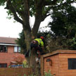 Tree Surgery